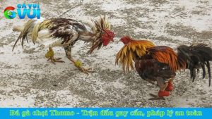 Đá gà chọi Thomo