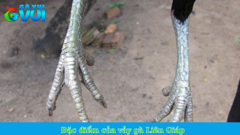 Vảy Liên Giáp - Vảy quý xuất hiện trên thần kê xuất sắc 2 Đặc điểm của vảy gà Liên Giáp