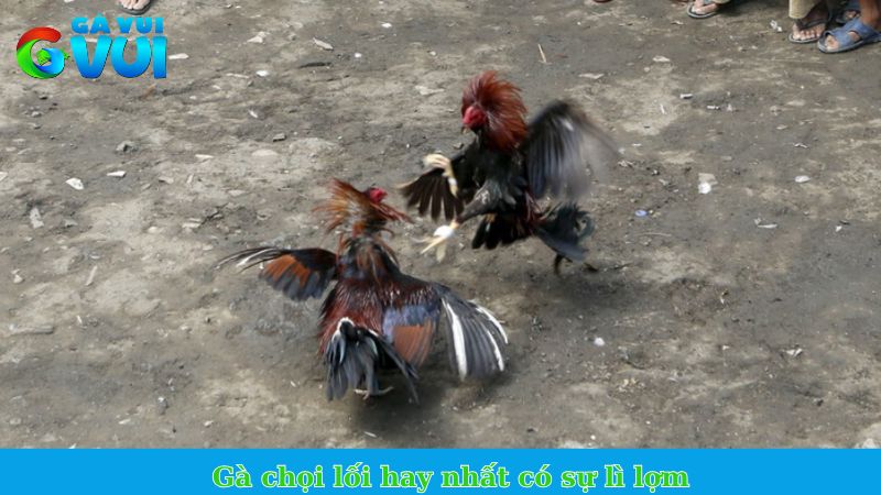 Lối gà chọi hay nhất - Tổng hợp các lối đá chí mạng cực đỉnh 2 Gà chọi lối hay nhất có sự lì lợm