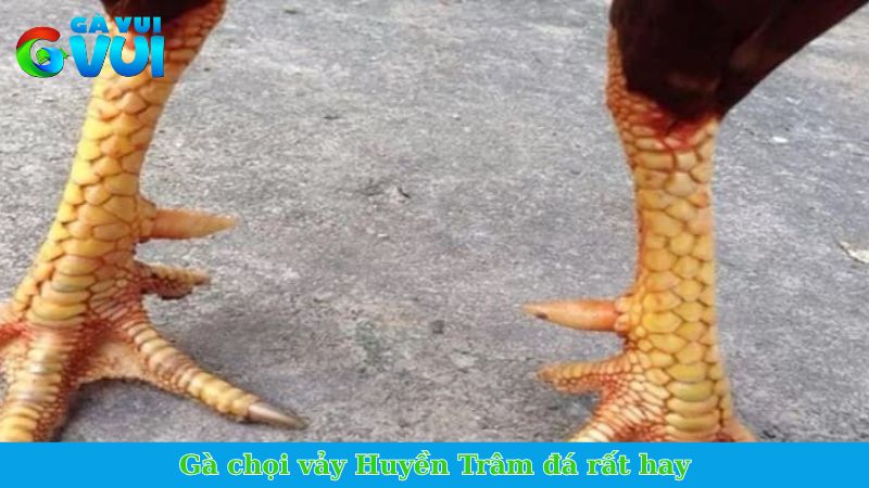 Gà chọi vảy Huyền Trâm đá rất hay