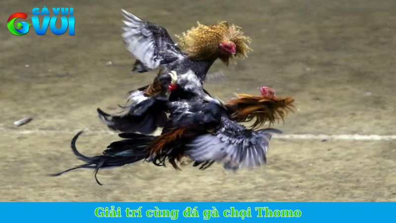Đá gà chọi Thomo - Trận đấu gay cấn, pháp lý an toàn 1 Giải trí cùng đá gà chọi Thomo