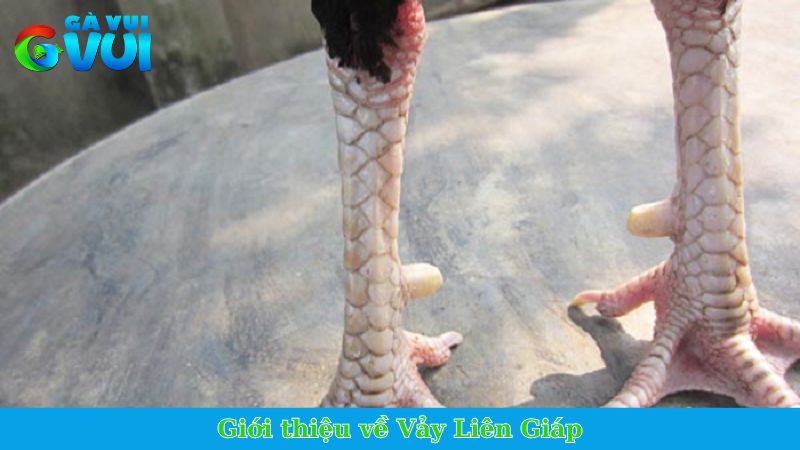 Vảy Liên Giáp - Vảy quý xuất hiện trên thần kê xuất sắc 1 Giới thiệu về Vảy Liên Giáp