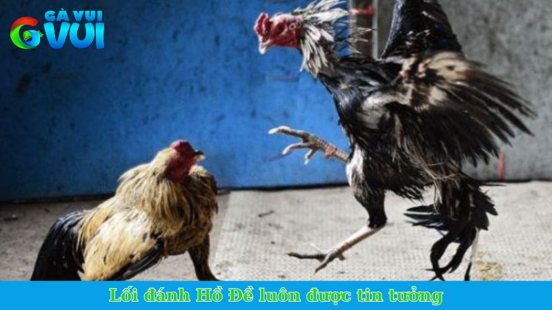 Lối gà chọi hay nhất - Tổng hợp các lối đá chí mạng cực đỉnh 3 Lối đánh Hồ Đề luôn được tin tưởng