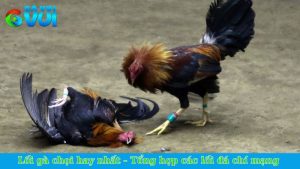 Lối gà chọi hay nhất