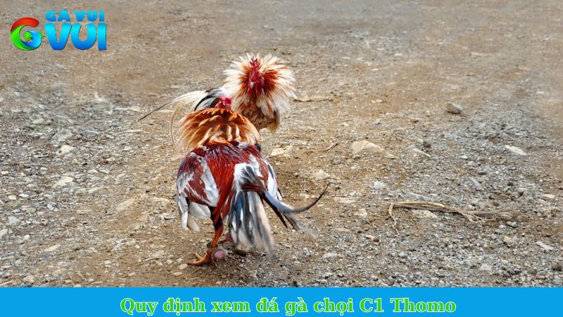 Đá gà chọi Thomo - Trận đấu gay cấn, pháp lý an toàn 2 Quy định xem đá gà chọi C1 Thomo