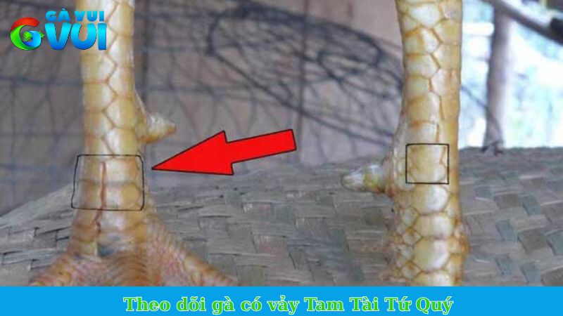 Vảy gà Tam Tài Tứ Quý - Vảy hiếm xuất hiện trên chân thần kê 2 Theo dõi gà có vảy Tam Tài Tứ Quý