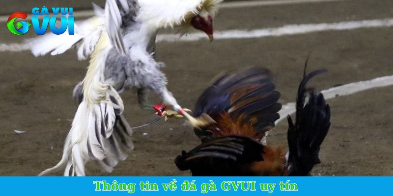 Thông tin về đá gà GVUI uy tín