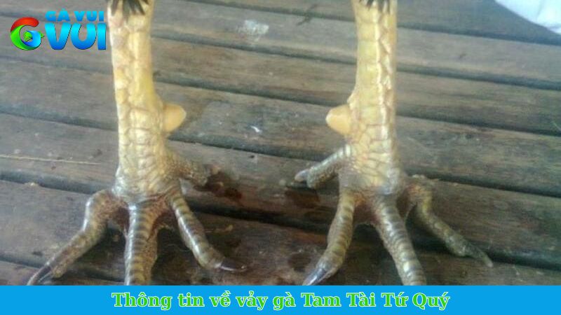 Vảy gà Tam Tài Tứ Quý - Vảy hiếm xuất hiện trên chân thần kê 1 Thông tin về vảy gà Tam Tài Tứ Quý