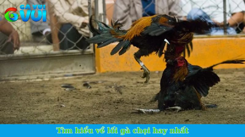 Lối gà chọi hay nhất - Tổng hợp các lối đá chí mạng cực đỉnh 1 Tìm hiểu về lối gà chọi hay nhất