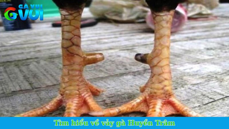 Tìm hiểu về vảy gà Huyền Trâm