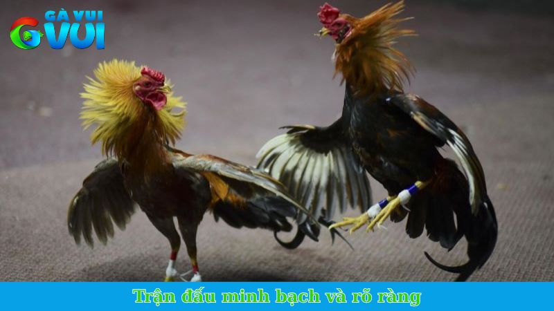 Đá gà chọi Thomo - Trận đấu gay cấn, pháp lý an toàn 3 Trận đấu minh bạch và rõ ràng