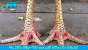 Vảy Liên Giáp