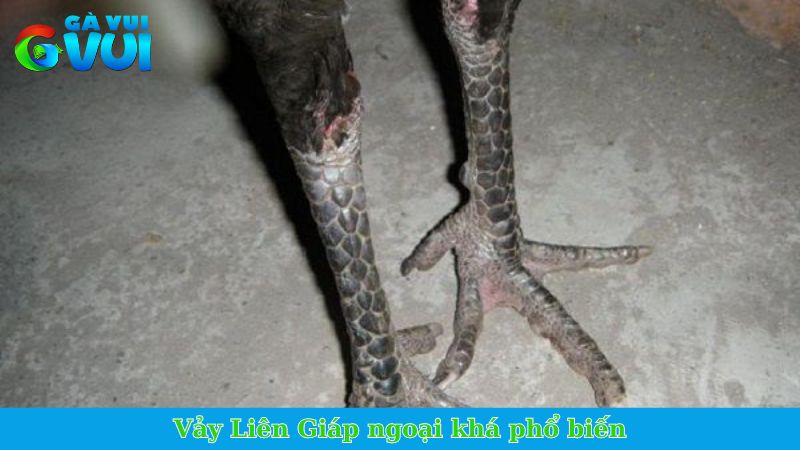 Vảy Liên Giáp - Vảy quý xuất hiện trên thần kê xuất sắc 3 Vảy Liên Giáp ngoại khá phổ biến