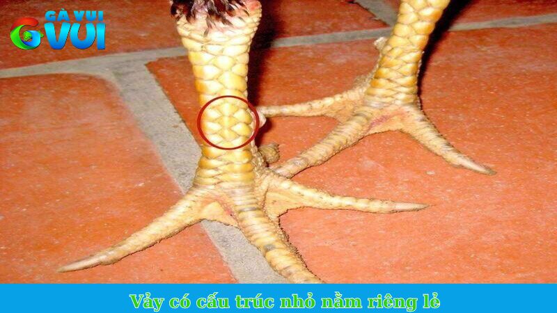 Vảy có cấu trúc nhỏ nằm riêng lẻ