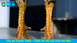 Vảy gà Huyền Trâm