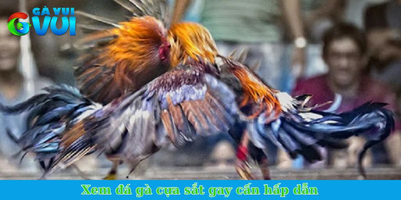 Xem đá gà cựa sắt gay cấn hấp dẫn